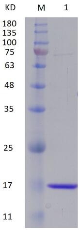 12% SDS-PAGE analysis profiles of purified PA4877-1-135 (CBB stained).